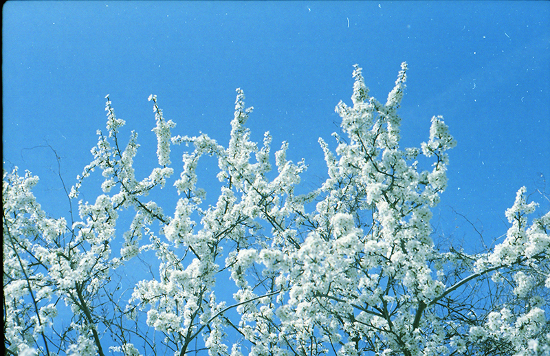 Modrobílé jaro 