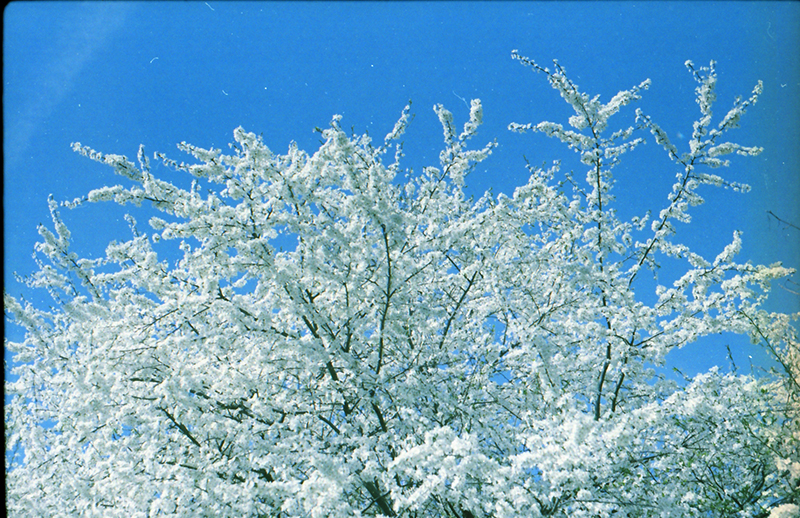 Modrobílé jaro 